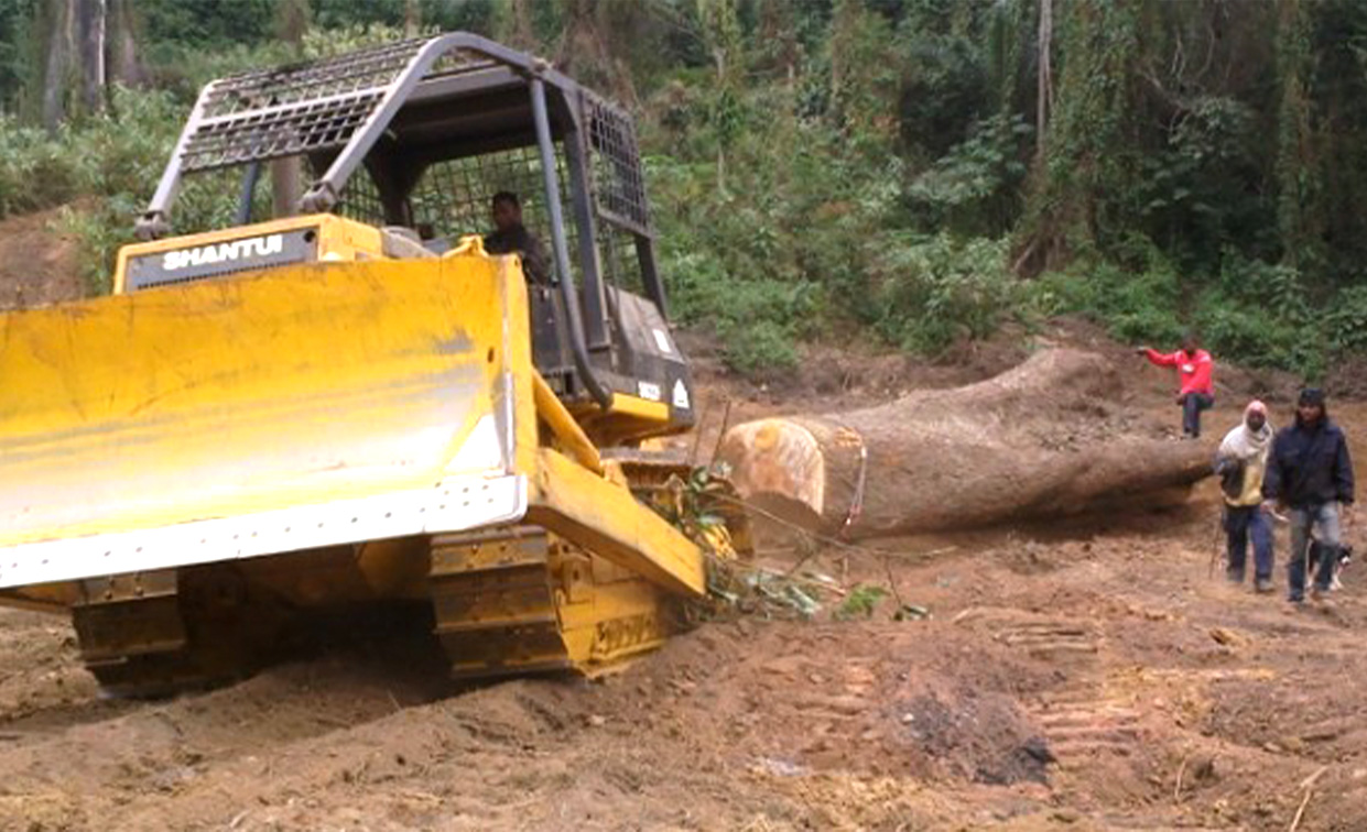 Le bulldozer Shantui SD22F est en service dans la forêt pour le bûcheronnage et l'exploitation forestière en Argentine.